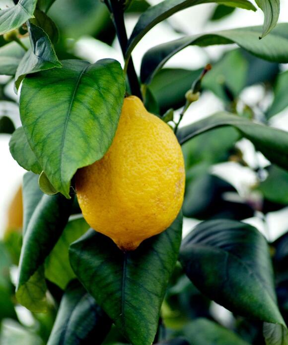 what-to-do-with-a-lemon-tree-in-july-4-crucial-tasks-to-get-the