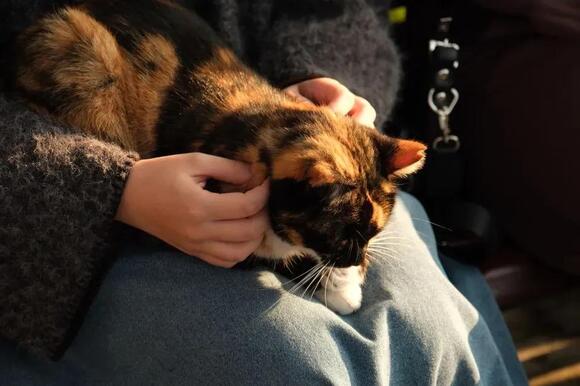 11 Signs Your Cat Thinks Your Lap Was Made Just for Them - NewsBreak