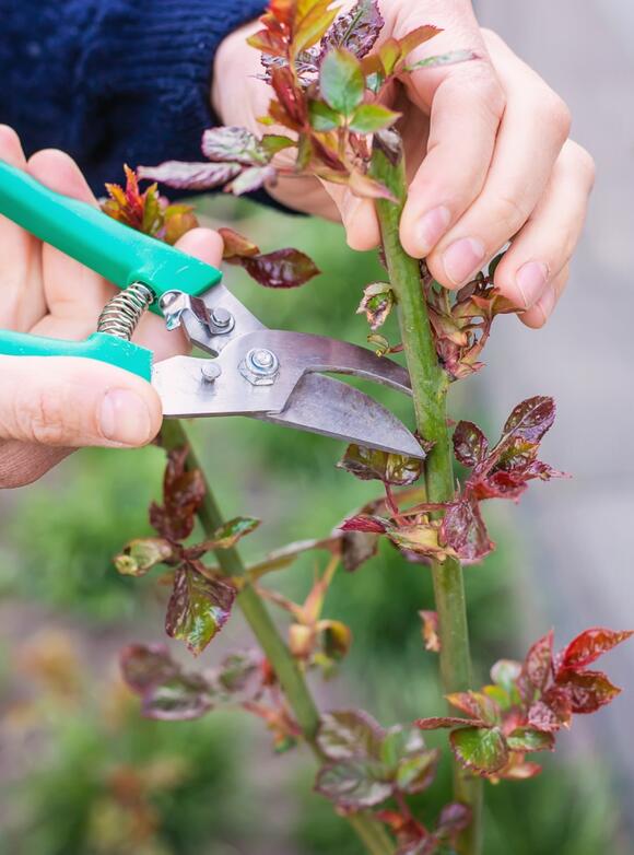 These 5 Plants Look Ready to Cut Back in October Gardeners Should Think ...