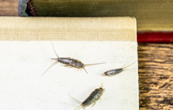 What Attracts Silverfish — And How To Get Rid Of Them - NewsBreak