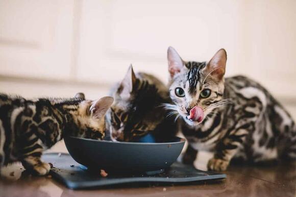 Bengal Cat Prices in 2024: Purchase Cost, Vet Bills, & Other Costs ...
