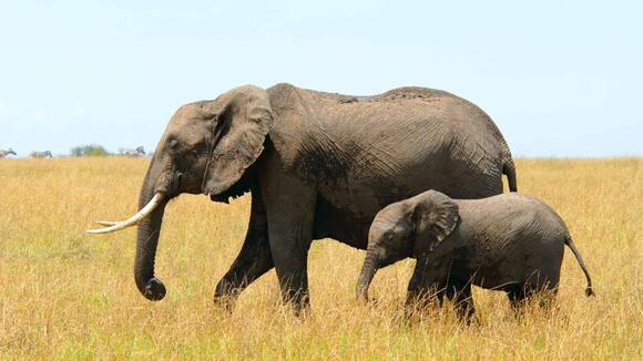 How Baby Elephants Use Their Trunks Like Pacifiers - NewsBreak