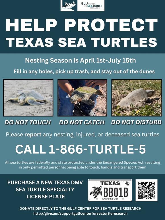 Tips to Protect Sea Turtles During Jeep Weekend - NewsBreak