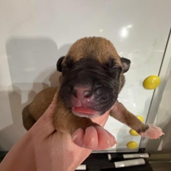 🐶 Gentle Raleigh Puppies Ready to Grow With Your Family - NewsBreak
