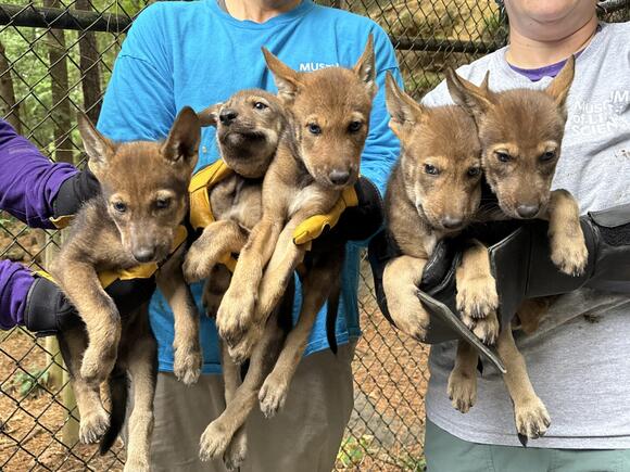 Ten endangered red wolves exchanged between NC and NY in conservation ...