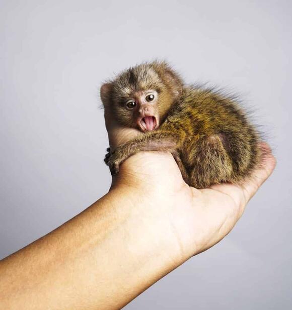 can-you-own-a-monkey-in-texas-and-should-you
