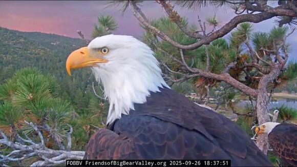 Cause of Death Revealed For Jackie, Beloved Bald Eagle of Big Bear Lake ...