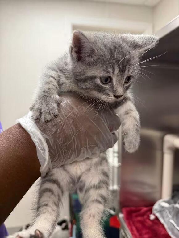 🐱 Fairy-Tale Cats Waiting for Adoption in Pomona, NY - NewsBreak