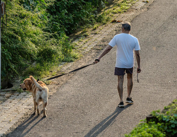 10 Reasons Retirees Who Walk Dogs Stay More Active - NewsBreak