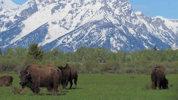 The Best Places in the U.S. to See Wild Bison Roam Free - NewsBreak