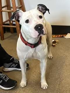 🐶 Playful, Gentle & Loyal Dogs Ready for Adoption in Cleveland - NewsBreak