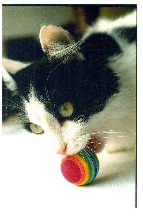 How to Create a Home Where Cats Feel Seen and Heard - NewsBreak