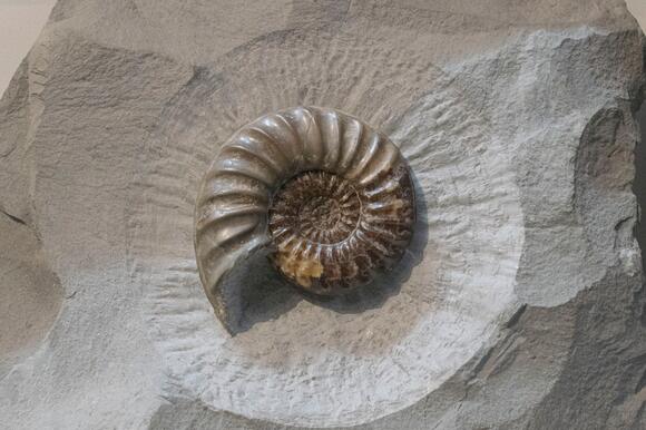 What The Dinosaur Project Got Right About Field Paleontology - NewsBreak
