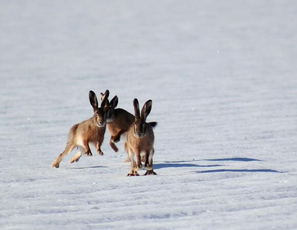 What Do You Call a Baby Hare? The Answer Isn't 