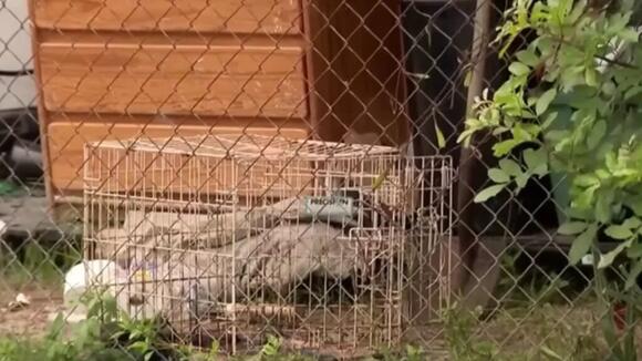 After a Deadly Dog Attack, Authorities Find Three More Dogs Dead at ...