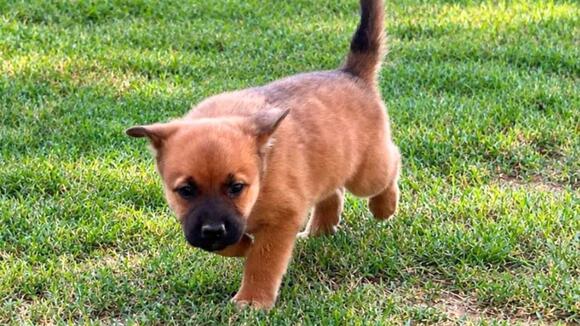 9-Week-Old Puppy Born to Dolly Momma Guitar Now Ready For Adoption ...
