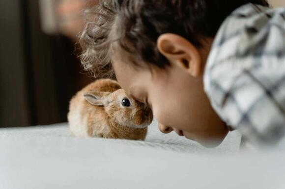 How Rabbits Are Being Used in School Classrooms for Therapy - NewsBreak