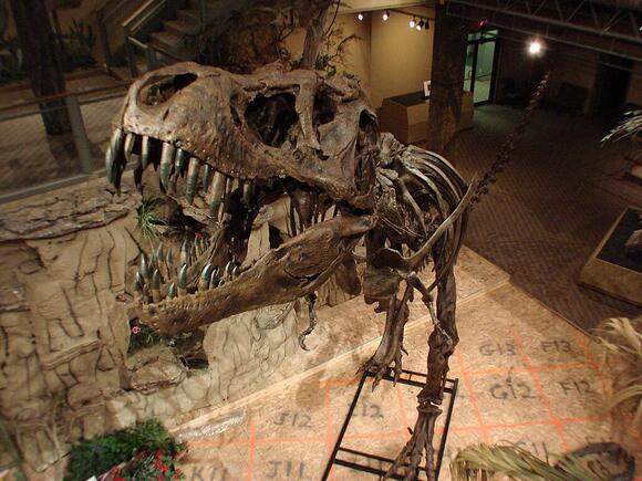 Peter Larson: The Controversial Figure Behind the Most Complete T. Rex ...