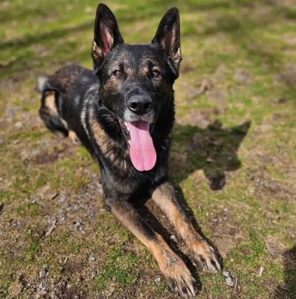 Hampton: K9 helps police find three burglary suspects - NewsBreak