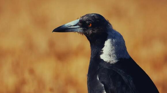One for Sorrow, Two for Joy: How the Magpie Became Steeped in Myth and ...