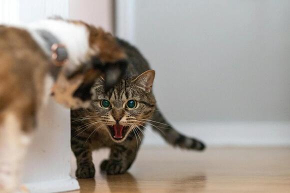 10 Cat Reactions That Reveal Their Deepest Feelings - NewsBreak