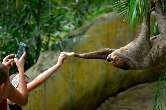 13 Weird but True Sloth Survival Adaptations - NewsBreak