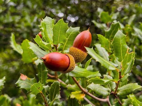 Why Acorns Are Suddenly Everywhere Some Years and Missing in Others ...