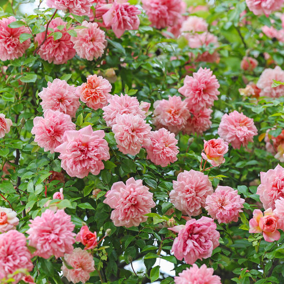 7 Climbing Roses That Bloom All Summer – For Lasting Beauty & Fragrance ...