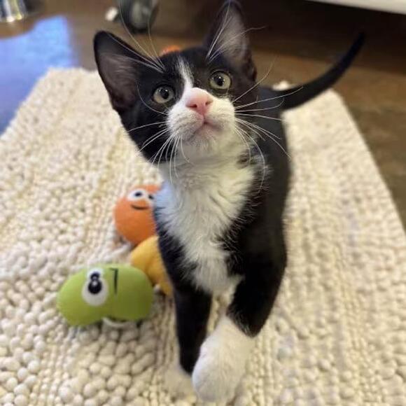 🐱 Playful, Gentle & Curious Cats Ready for Adoption in Walnut Creek ...