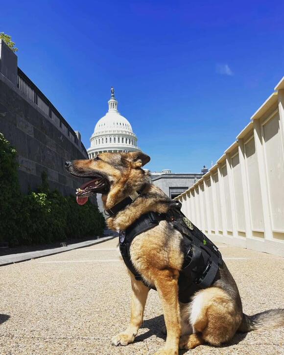Retired Heroes: What Happens to Police Dogs After Service - NewsBreak