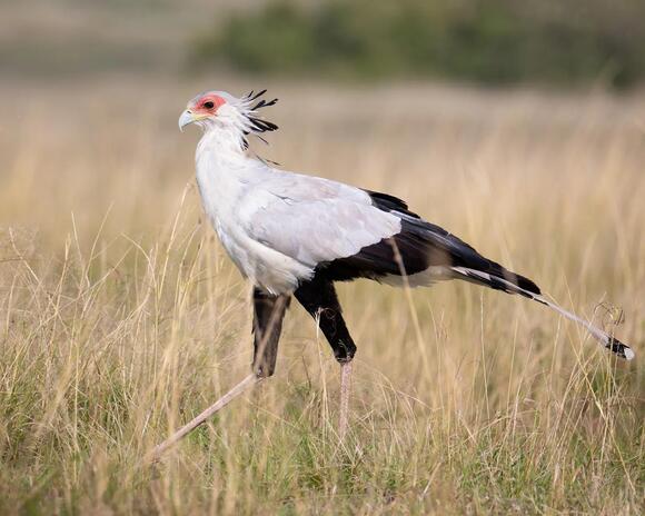10 Facts About the Secretary Bird That Explain Why It Hunts Dangerous ...