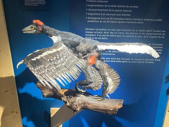 The Mystery of Feathered Dinosaurs: How They Evolved and Why It Matters ...