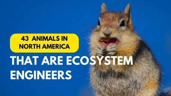 42 Animals That Are Ecosystem Engineers in North America - NewsBreak