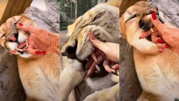 Big Cats Love Mouthing Affection - NewsBreak