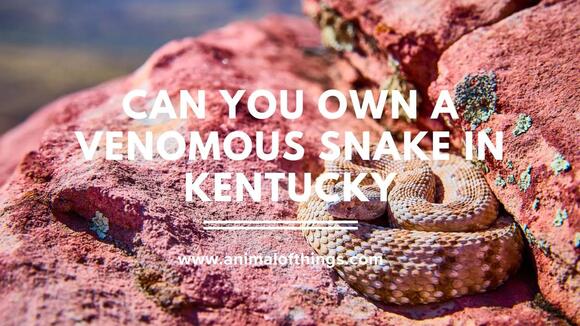 Owning a Venomous Snake in Kentucky: What the Law Actually Allows ...