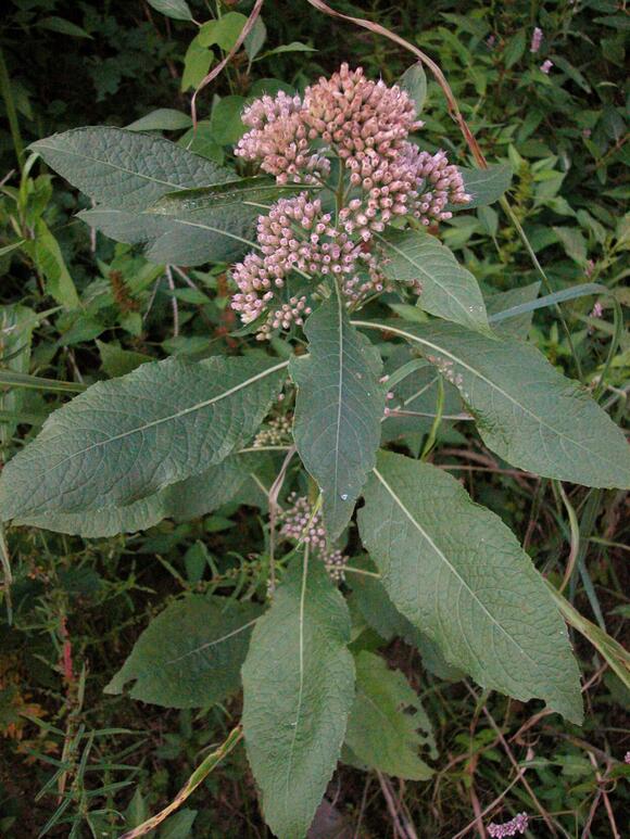 Mystery Plant Plant attracts pollinators with pungent scent