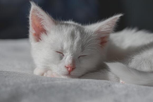 10-daily-routines-that-help-create-emotional-safety-for-cats-newsbreak