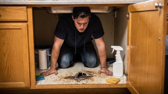 Mice came back after pest control sealed your house? Check the warranty ...