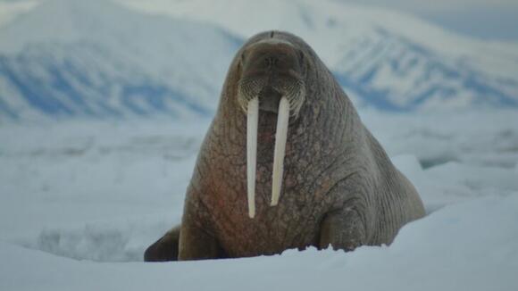 Why Walruses Use Their Tusks to Climb Ice - NewsBreak