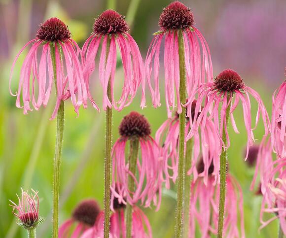 5 Things Your Coneflowers Need in October – Do This Before Frost to ...