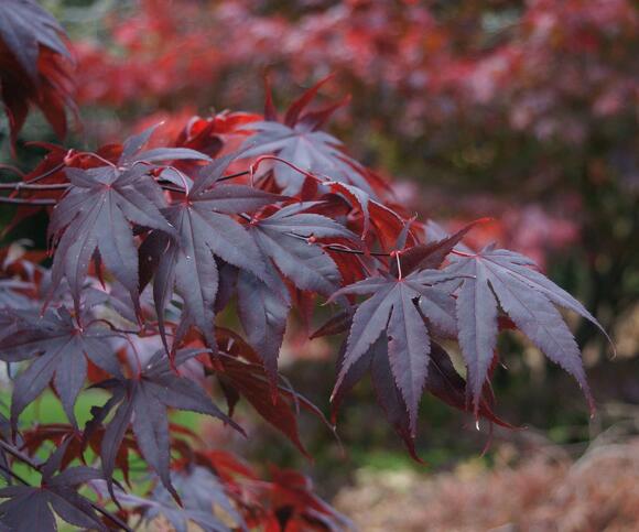 3 Things Your Japanese Maples Need Before the End of October – An ...