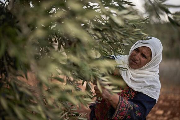 Israeli settler attacks and military lockdown upend Palestinian olive harvest