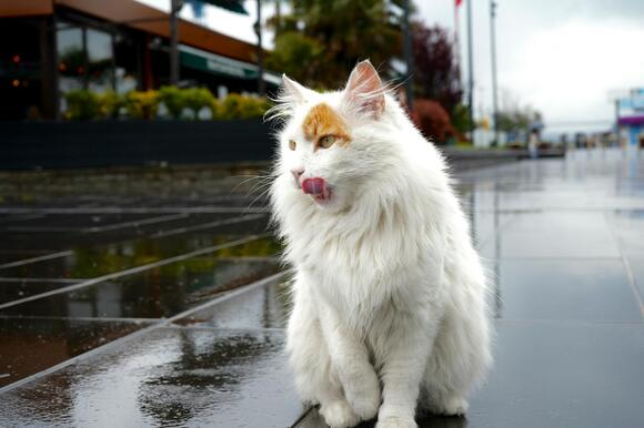 14-cat-breeds-that-thrive-in-small-apartments-no-garden-needed