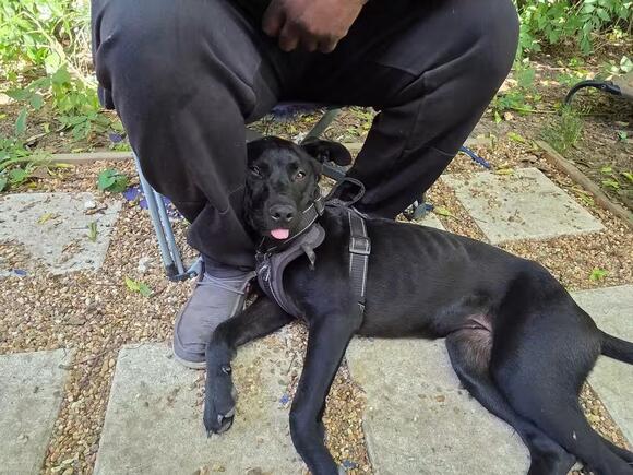 🐶 Playful, Gentle & Loyal Dogs Ready for Adoption in Lumberton - NewsBreak