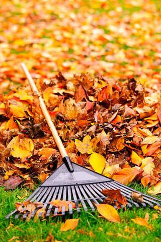 ⚠️ Weekly curbside leaf pickup starts Oct 19 in Lower Swatara - NewsBreak