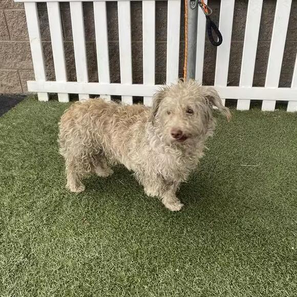 🐶 Gentle Seniors & Playful Pups Ready for Adoption in Modesto - NewsBreak