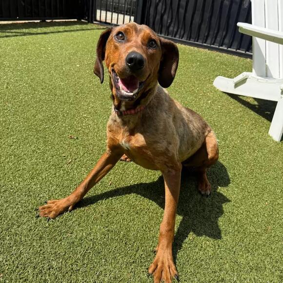 🐶 Playful, Gentle & Loyal Dogs Ready for Adoption in Charlottesville ...