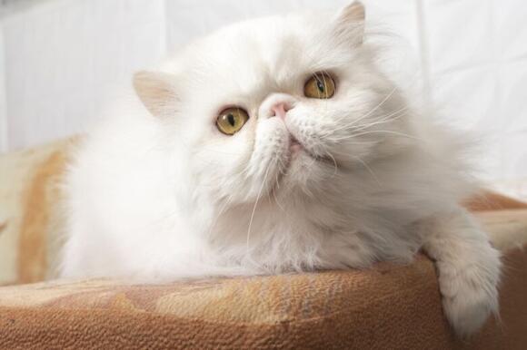 America’s most cat-obsessed states - NewsBreak