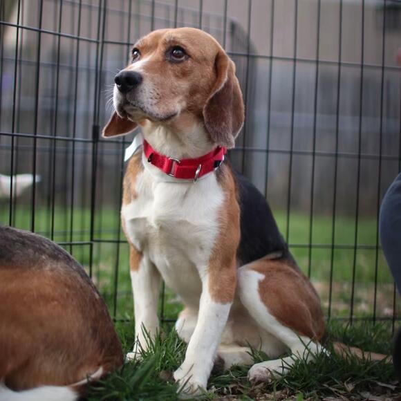🐶 Gentle Beagles & Poodles Ready for Adoption in Rochester - NewsBreak