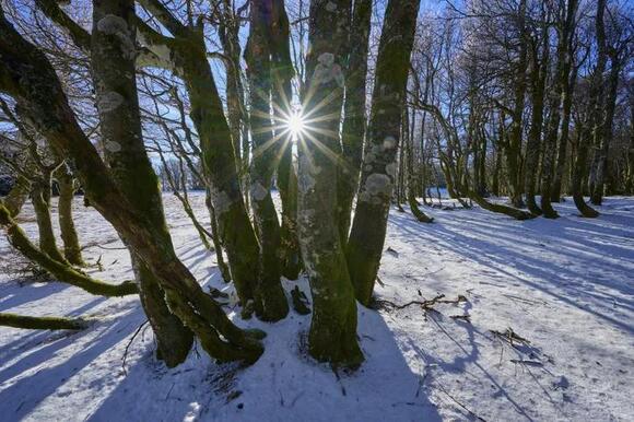 What Are Exploding Trees? The Science Behind This Phenomenon - NewsBreak